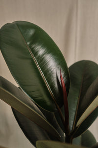 Ficus Elastica Abidjan