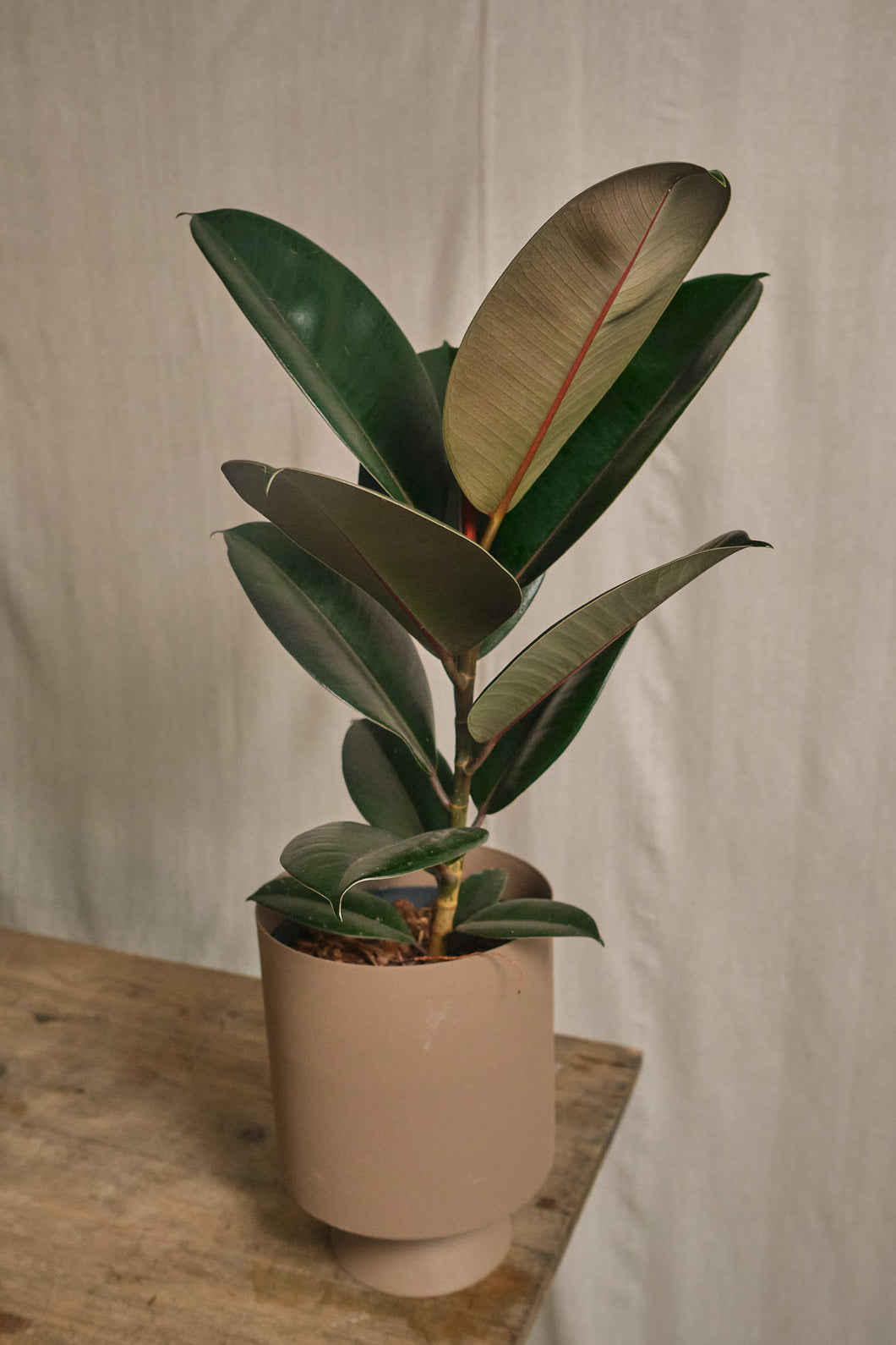 Ficus Elastica Abidjan