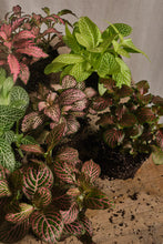 Load image into Gallery viewer, Set of 3 Mixed Fittonia
