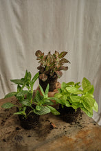 Load image into Gallery viewer, Set of 3 Mixed Fittonia
