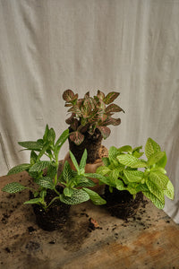 Set of 3 Mixed Fittonia