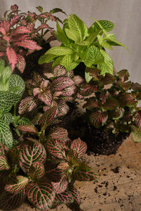 Set of 3 Mixed Fittonia