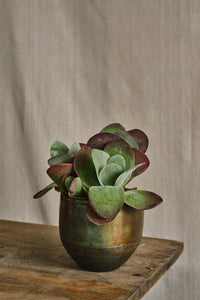 Kalanchoe Thyrsiflora