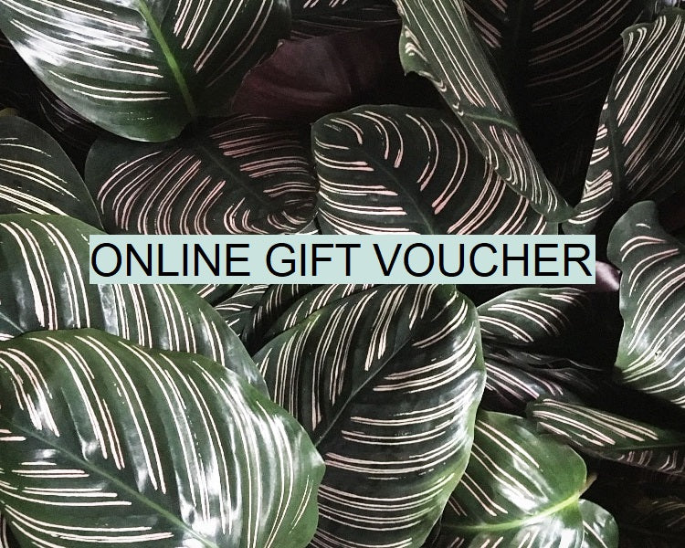 Online Gift Vouchers