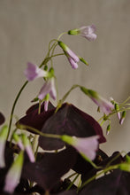 Load image into Gallery viewer, Oxalis Triangularis
