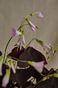 Oxalis Triangularis