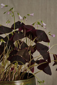 Oxalis Triangularis