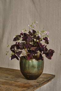 Oxalis Triangularis