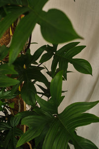 Philodendron Pedatum (Local Delivery or Click & Collect Only)