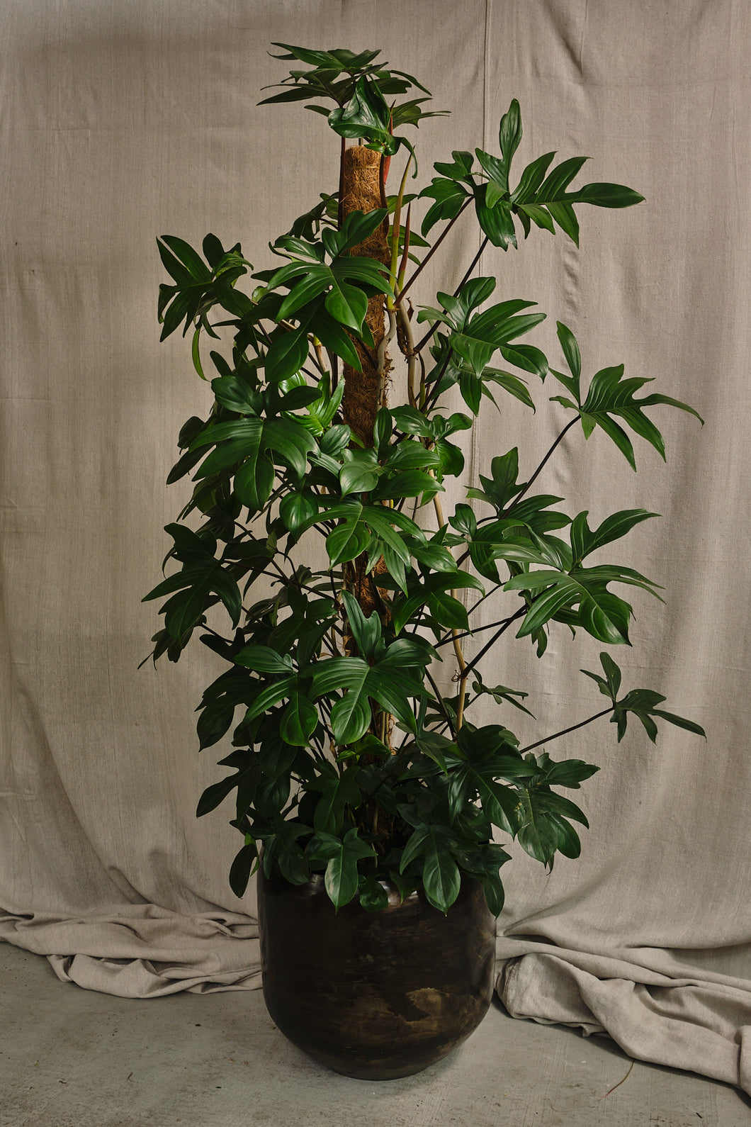 Philodendron Pedatum (Local Delivery or Click & Collect Only)