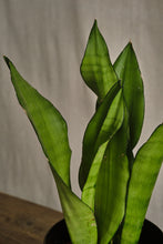 Load image into Gallery viewer, Sansevieria Moonshine
