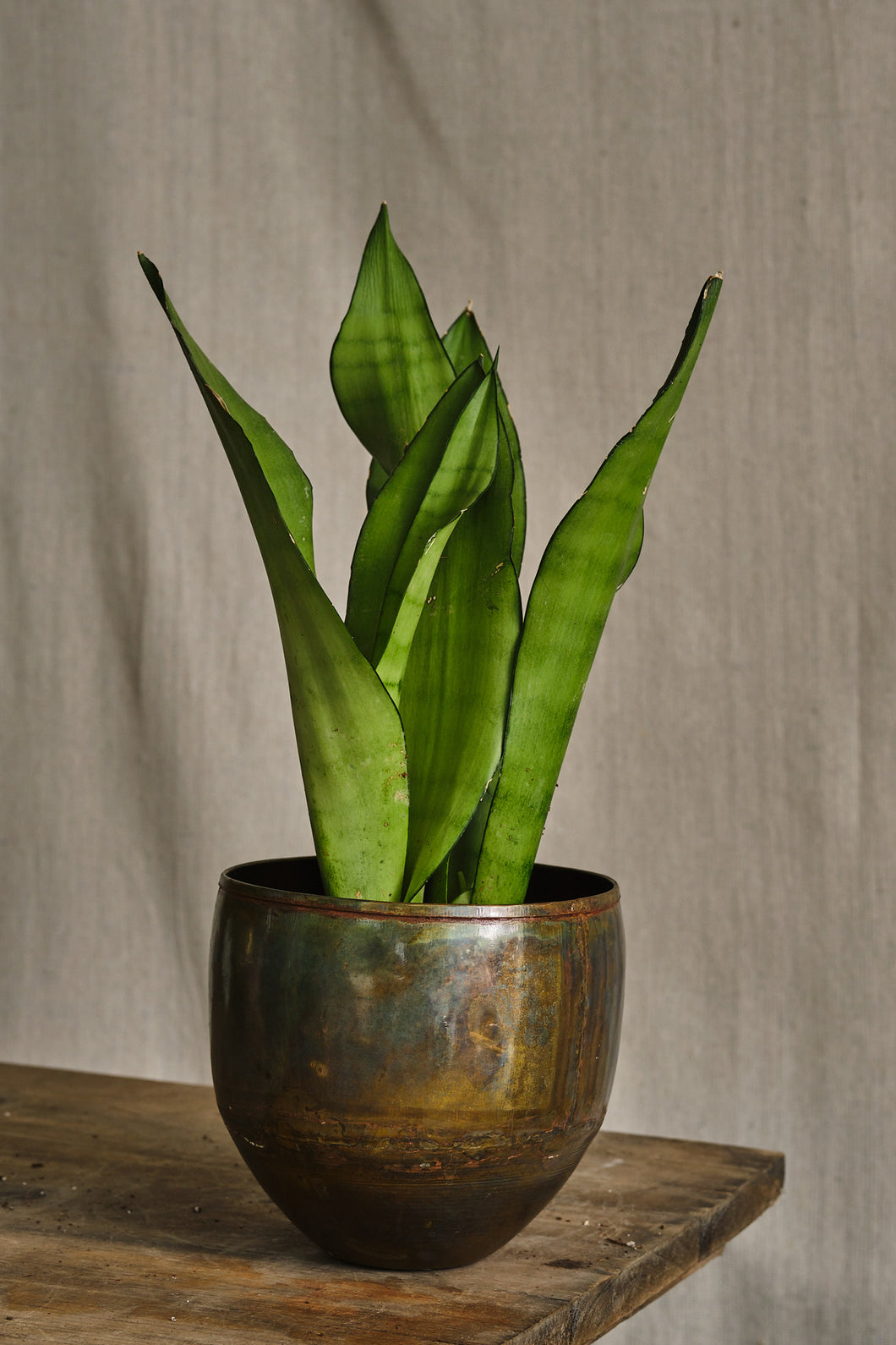 Sansevieria Moonshine