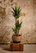 Load image into Gallery viewer, Yucca Elephantipes (Local Delivery or Click &amp; Collect Only)
