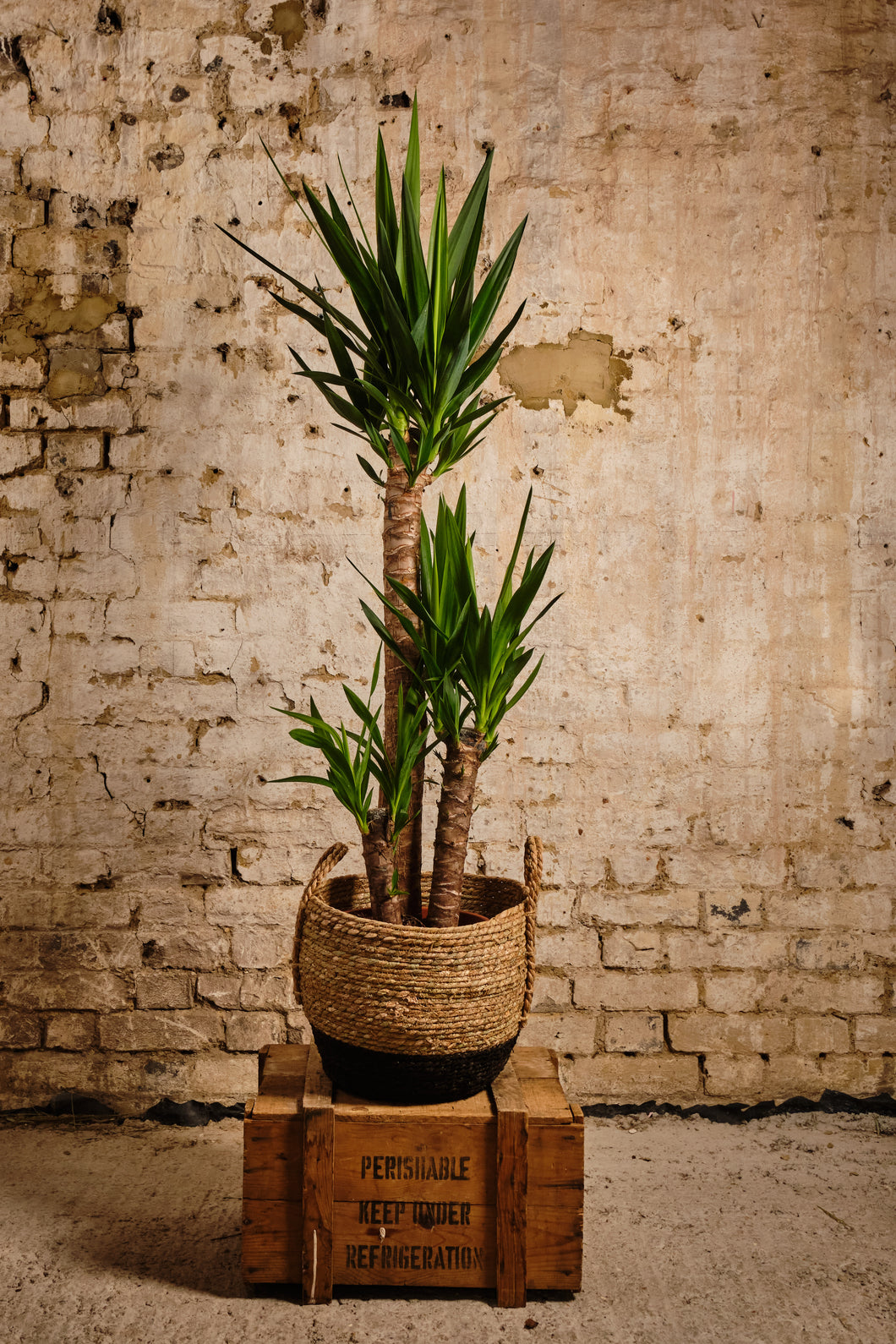Yucca Elephantipes (Local Delivery or Click & Collect Only)