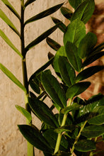 Load image into Gallery viewer, Zamioculcas Zamiifolia
