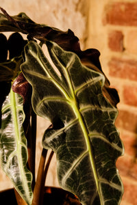 Alocasia Amazonica 'Polly'