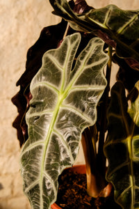 Alocasia Amazonica 'Polly'