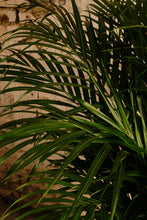 Load image into Gallery viewer, Areca Palm (Local Delivery or Click &amp; Collect Only)
