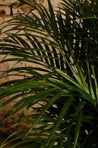 Areca Palm (Local Delivery or Click & Collect Only)