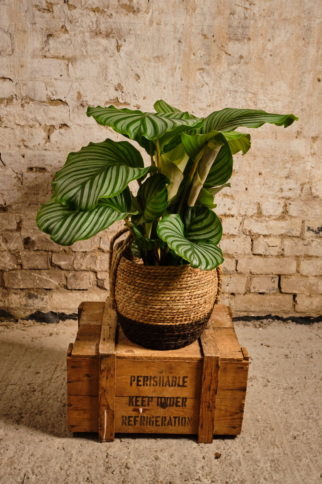 Calathea Orbifolia