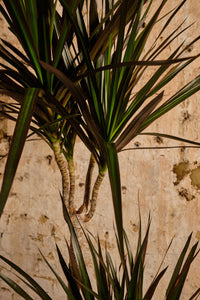 Dracaena Marginata (Local Delivery or Click & Collect Only)