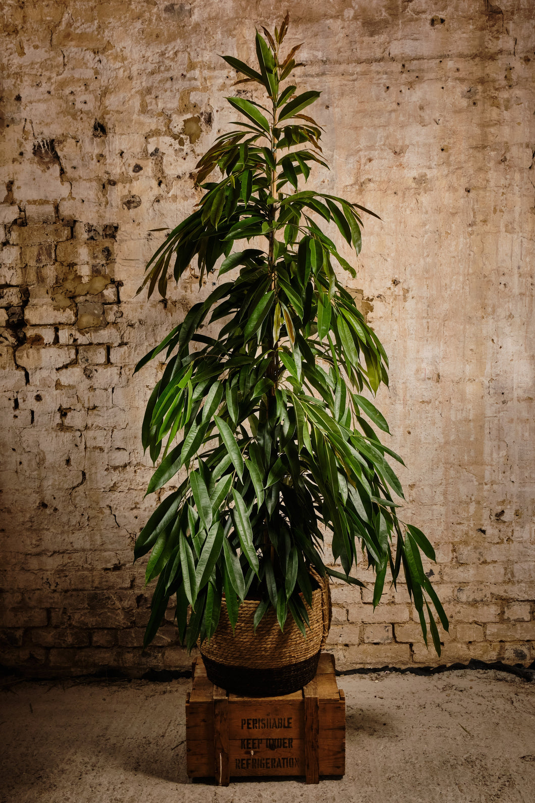 Ficus Alii (Local Delivery or Click & Collect Only)