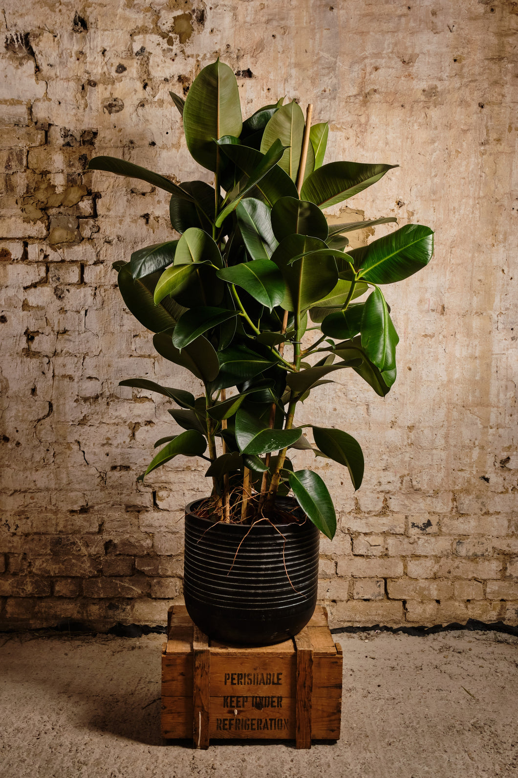 Ficus Elastica 'Robusta' (Local Delivery or Click & Collect Only)