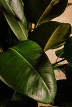 Load image into Gallery viewer, Ficus Elastica &#39;Robusta&#39; (Local Delivery or Click &amp; Collect Only)

