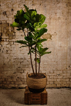 Load image into Gallery viewer, Ficus Lyrata Tree (Local Delivery or Click &amp; Collect Only)
