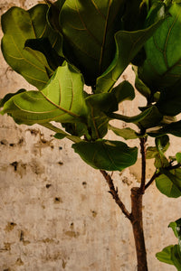 Ficus Lyrata Tree (Local Delivery or Click & Collect Only)