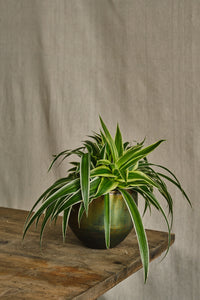 Chlorophytum Ocean