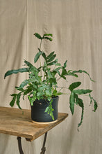 Load image into Gallery viewer, Phlebodium Fern
