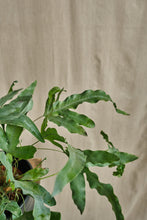 Load image into Gallery viewer, Phlebodium Fern

