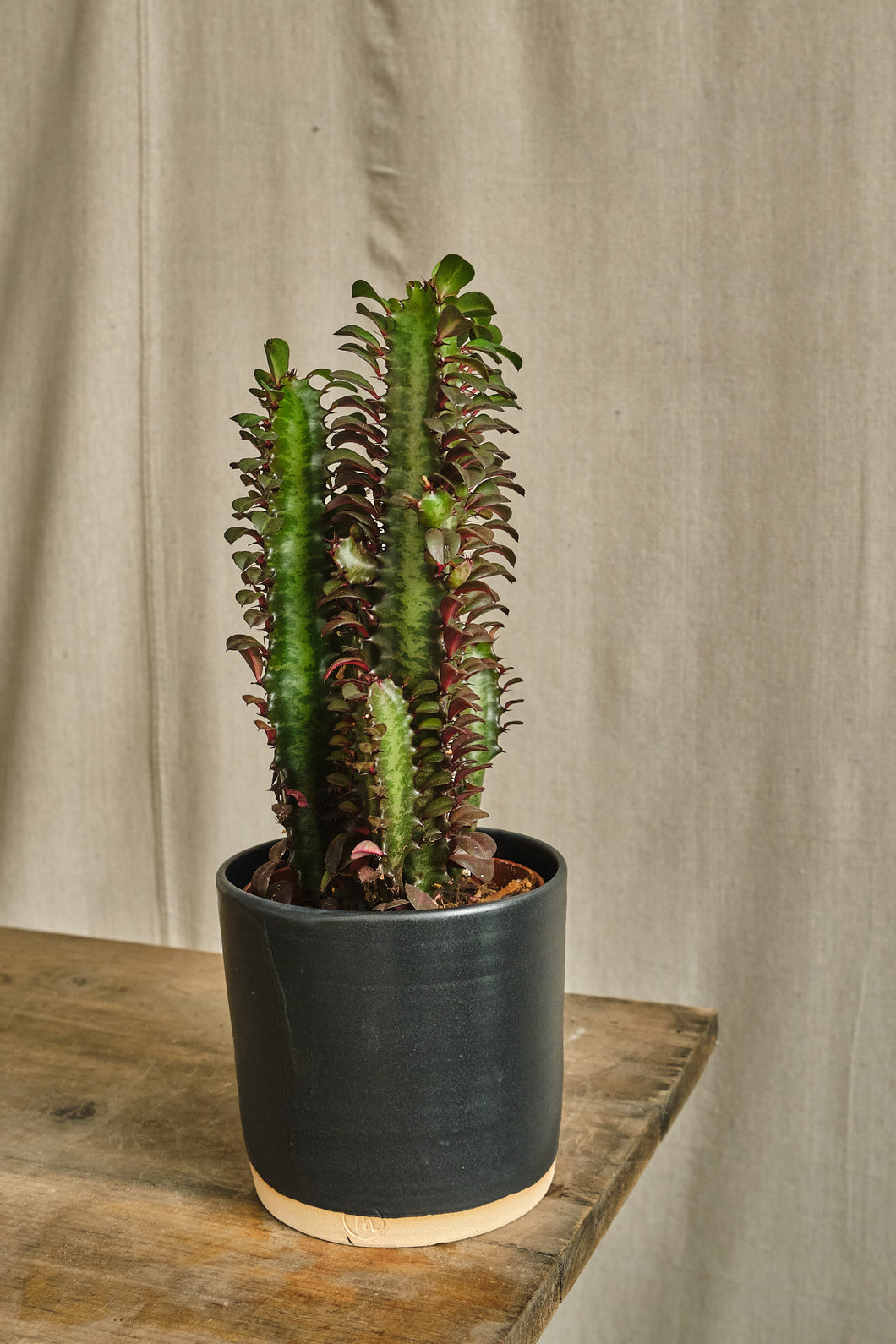 Euphorbia Trigona Rubra