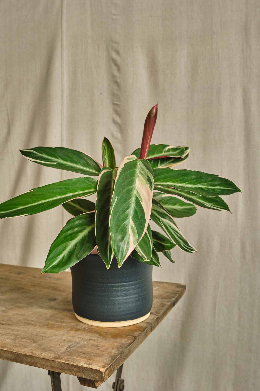 Stromanthe Sanguinea 'Triostar'