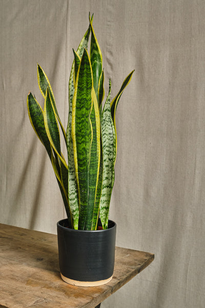 snake plant london Sansevieria Trifasciata 'Laurentii' – Forest