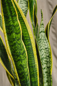 Sansevieria Trifasciata 'Laurentii'