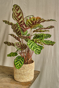 Calathea Makoyana