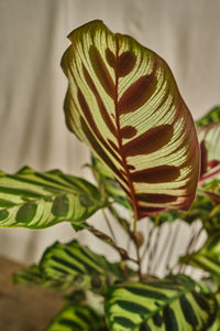 Calathea Makoyana