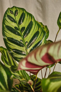 Calathea Makoyana