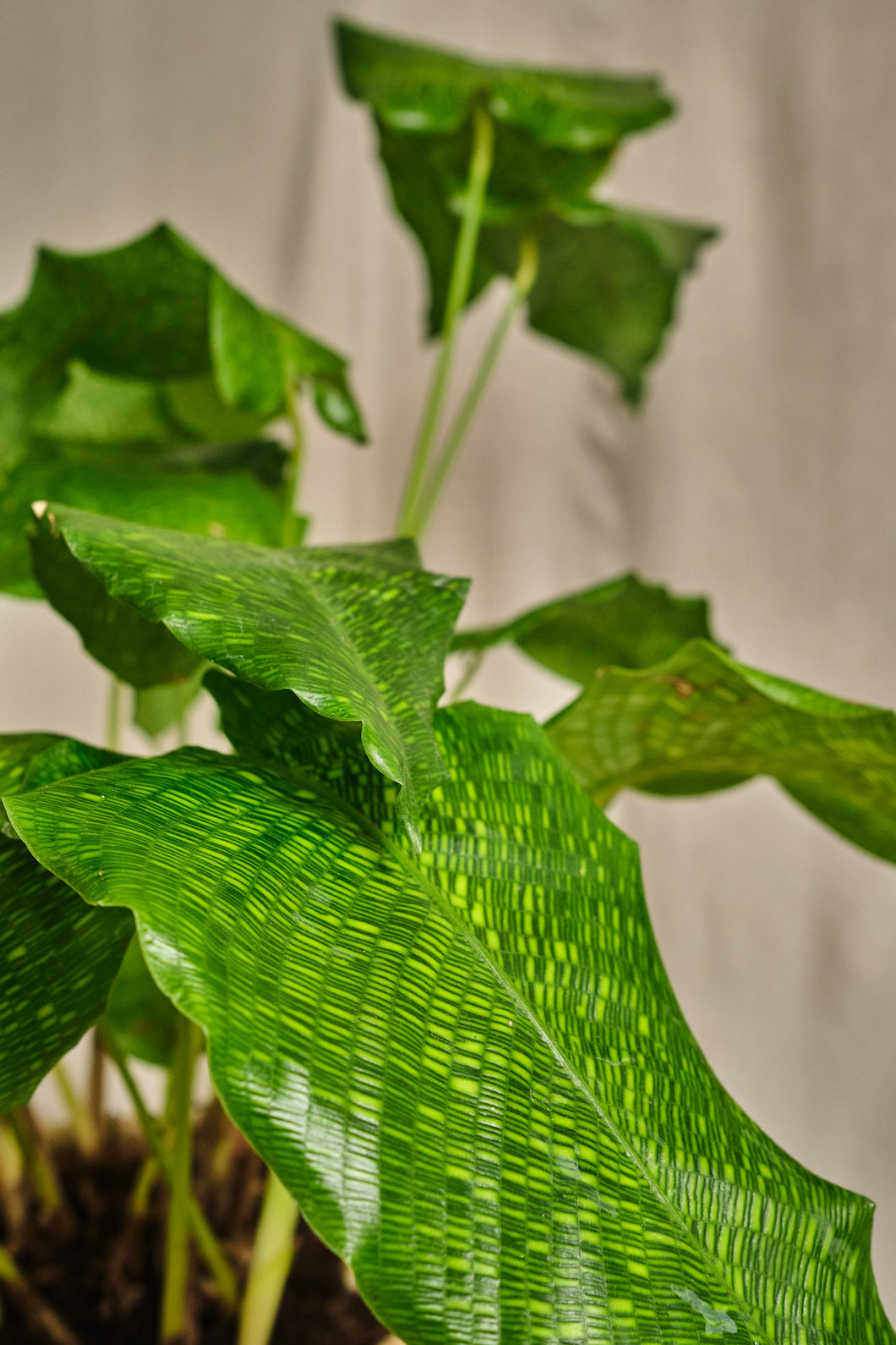 Calathea Network