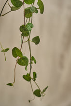 Load image into Gallery viewer, Ceropegia Woodii
