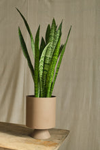 Load image into Gallery viewer, Sansevieria Trifasciata
