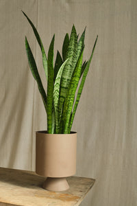 Sansevieria Trifasciata