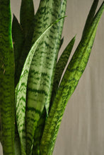 Load image into Gallery viewer, Sansevieria Trifasciata
