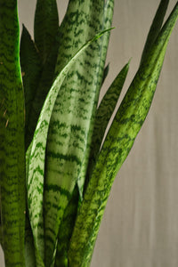 Sansevieria Trifasciata