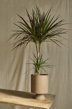 Load image into Gallery viewer, Dracaena Marginata
