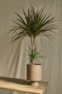 Dracaena Marginata