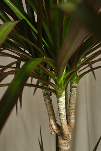 Dracaena Marginata