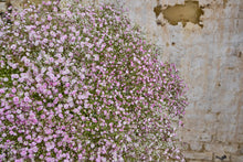 Load image into Gallery viewer, Pastel Cloud
